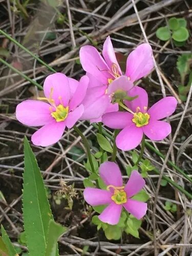 Pink Gentian Flower Seeds – Heirloom, Non-GMO, High Germination Seeds for Planting