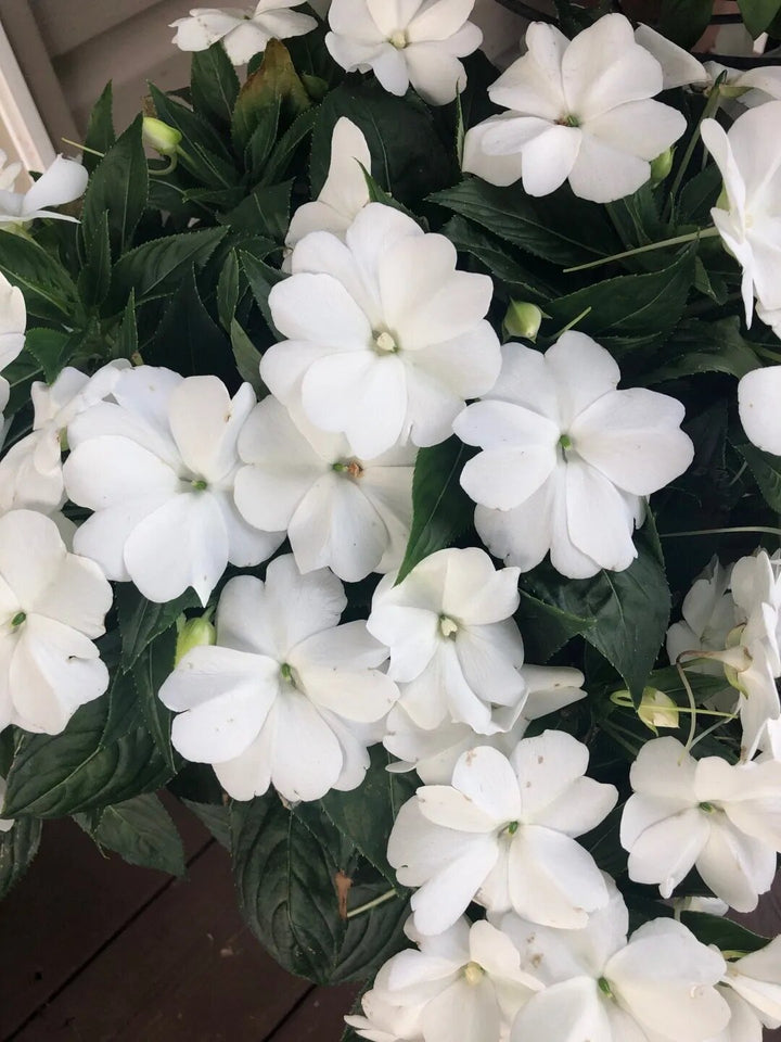 Giant Impatiens Flower Seeds White – Heirloom, Non-GMO, High Germination Seeds