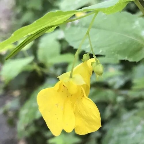 Yellow Balsam Flower Seeds for Planting – Heirloom Non-GMO High Germination Organic Seeds