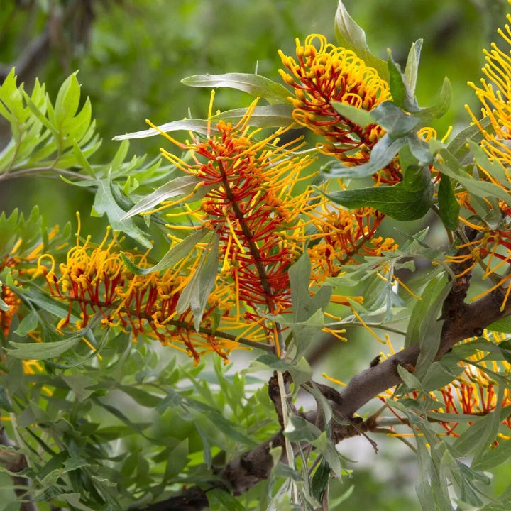 Yellow Grevillea Flower Seeds – Heirloom, Non-GMO, High Germination Seeds