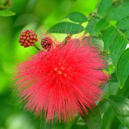 Calliandra Flower Seeds – Heirloom, Non-GMO, High Germination Organic Garden Seeds