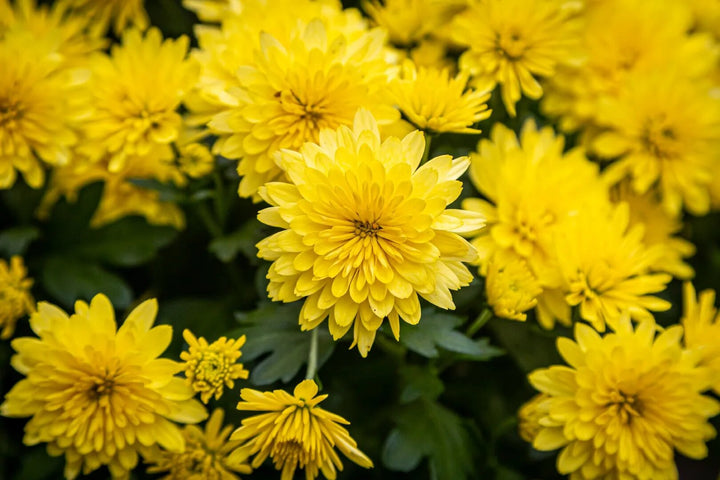 Yellow Chrysanthemum Flower Seeds for Planting – Heirloom Non-GMO High Germination