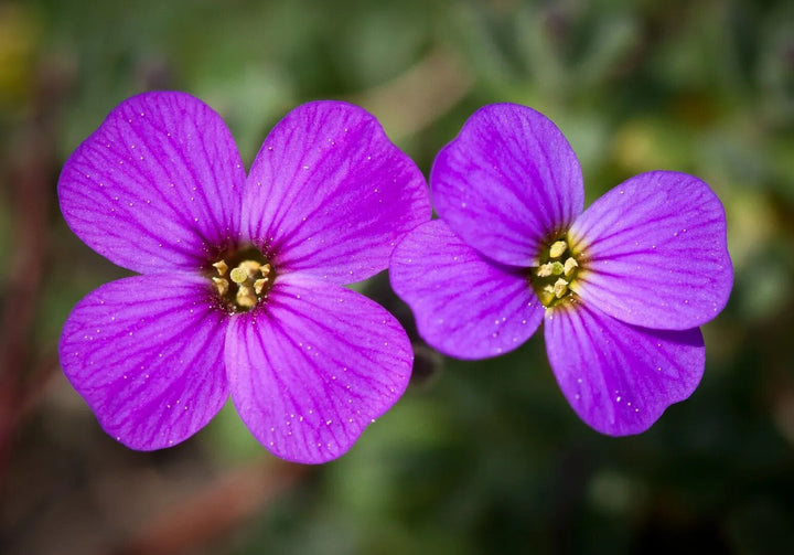 Aubrieta Flower Seeds Purple – Heirloom, Non-GMO, High Germination Organic Garden Seeds for Planting