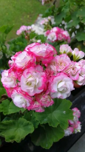 Apple Geranium Flower Seeds – Heirloom, Non-GMO, High Germination Seeds