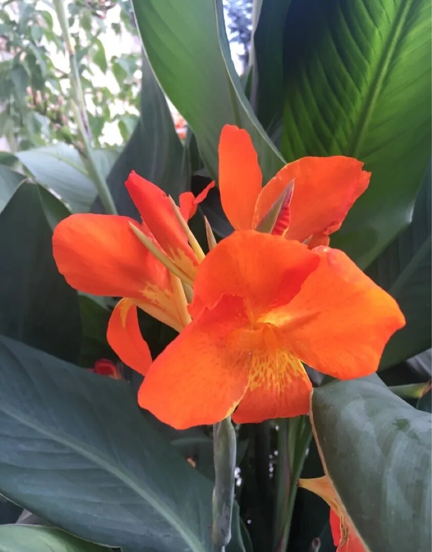 Orange Canna Lilly Flower Seeds – Heirloom, Non-GMO, High Germination Organic Garden Seeds