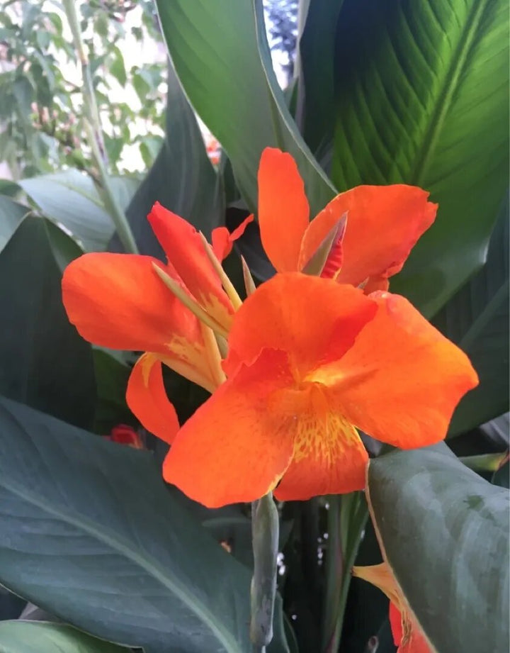 Orange Canna Lilly Flower Seeds – Heirloom, Non-GMO, High Germination Organic Garden Seeds