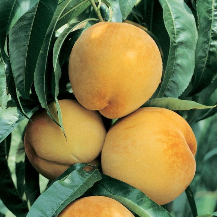 Peach Seeds Yellow for Planting – Heirloom Non-GMO High Germination Organic Garden Seeds