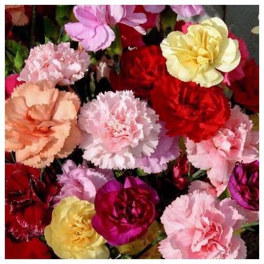 Mixed Carnation Flower Seeds – Heirloom, Non-GMO, High Germination, Organic Seeds