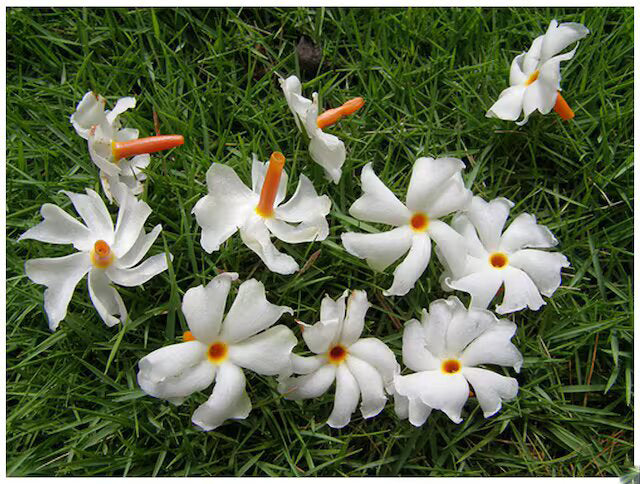 Coral Jasmine Flower Seeds White for Planting – Heirloom Non-GMO High Germination