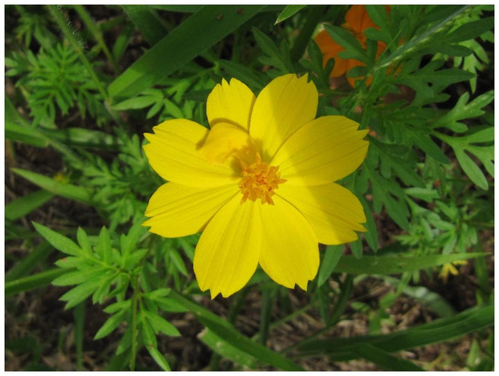 Cosmos Flower Seeds Yellow for Planting – Heirloom Non-GMO High Germination Seeds