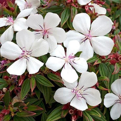 Semillas de Flor de Tibouchina Blanca Herencia No Transgénicas Alta Germinación Semillas Orgánicas para Jardín