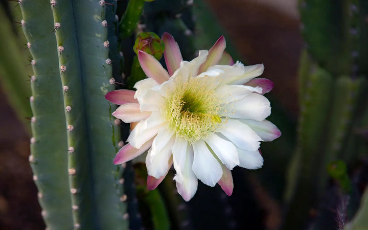 Cereus Hildmannianus Flower Seeds for Planting – Heirloom Non-GMO High Germination Seeds
