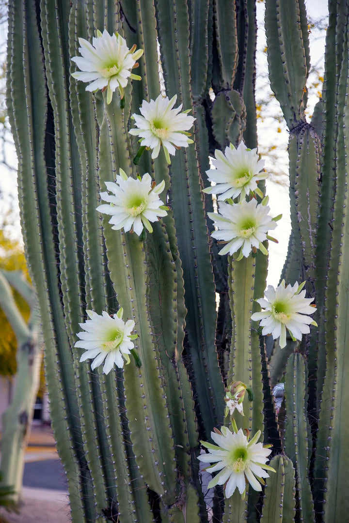 Cereus Hildmannianus Flower Seeds for Planting – Heirloom Non-GMO High Germination Seeds