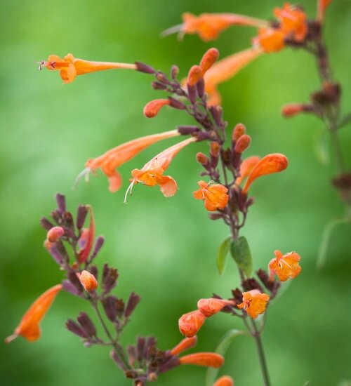 Orange Agastache Aurantiaca Flower Seeds – Heirloom, Non-GMO, High Germination Seeds