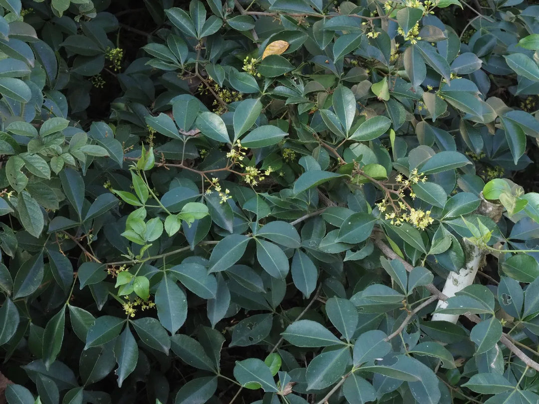 Green Toddalia herb seeds