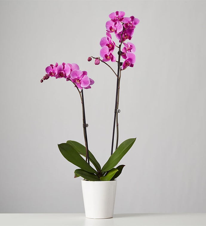 Giant Orchid Flower Seeds Pink – Heirloom, Non-GMO, High Germination Seeds