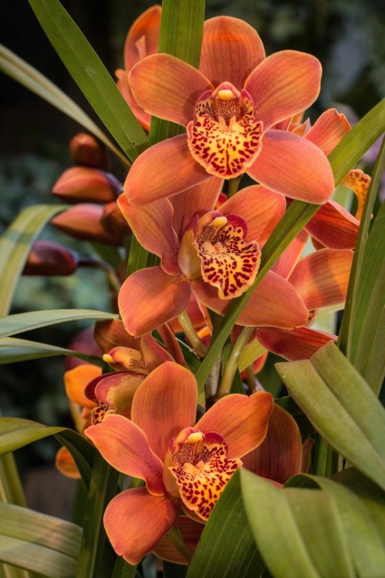 Orange Orchid Flower Seeds – Heirloom, Non-GMO, High Germination Seeds