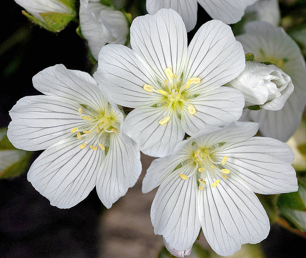White Limnanthes Flower Seeds – Heirloom, Non-GMO, High Germination Seeds