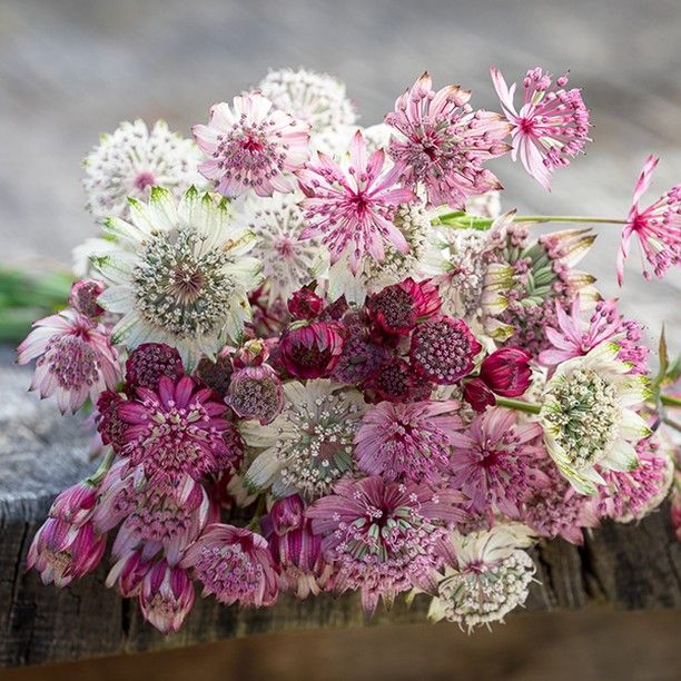 Mixed Astrantia Flower Seeds for Planting – Heirloom Non-GMO High Germination Organic Seeds