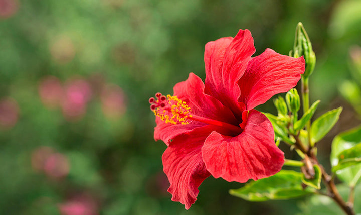 Semillas de flor de hibisco rojo (Hibiscus Sinensis) – Variedad tradicional, sin OMG, de alta germinación