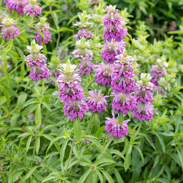 Lemon Bergamot herb seeds