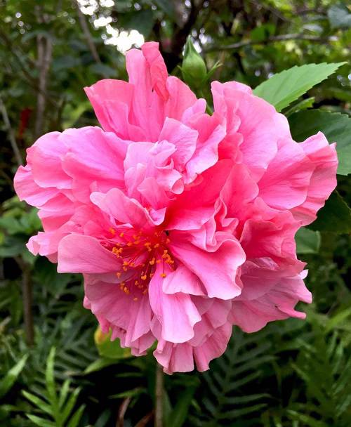 Double Pink Hibiscus Flower Seeds – Heirloom, Non-GMO, High Germination Seeds