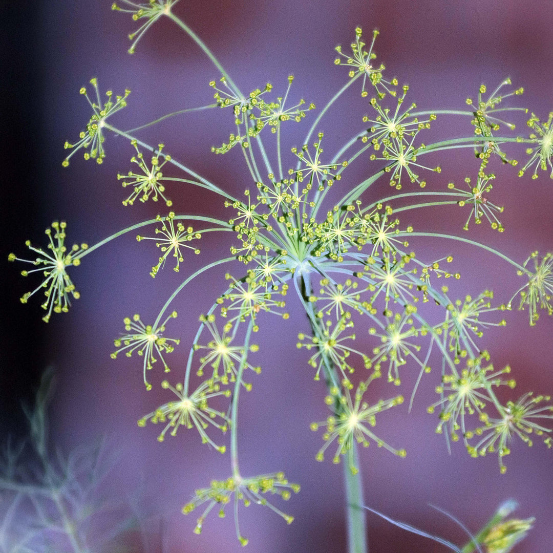 Bouquet Dill herb seeds