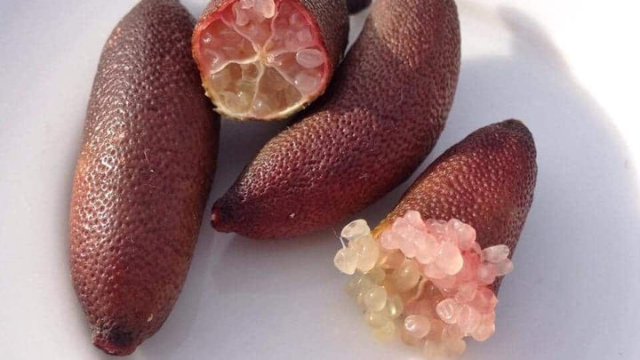 Brown Finger Lime Fruit Seeds – Heirloom, Non-GMO, High Germination Organic Garden Seeds