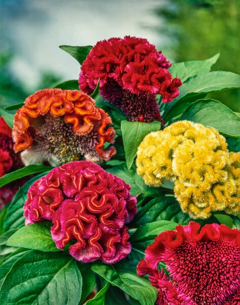 Mixed Celosia Flower Seeds for Planting – Heirloom Non-GMO High Germination Seeds