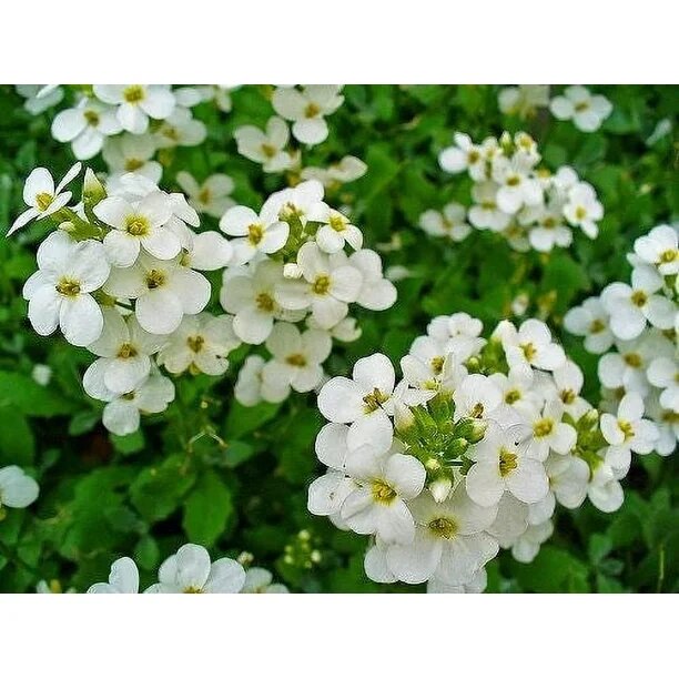 Aubrieta Flower Seeds White for Planting – Heirloom Non-GMO High Germination Organic Garden Seeds