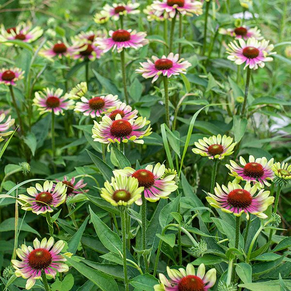 Echinacea Flower Seeds Pink Green – Heirloom Non-GMO High Germination Seeds