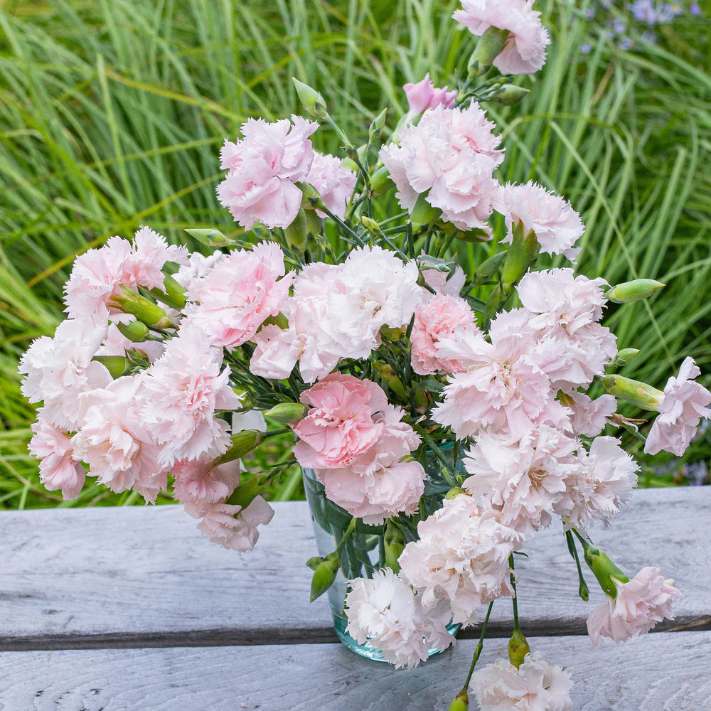 carnation la flower seeds