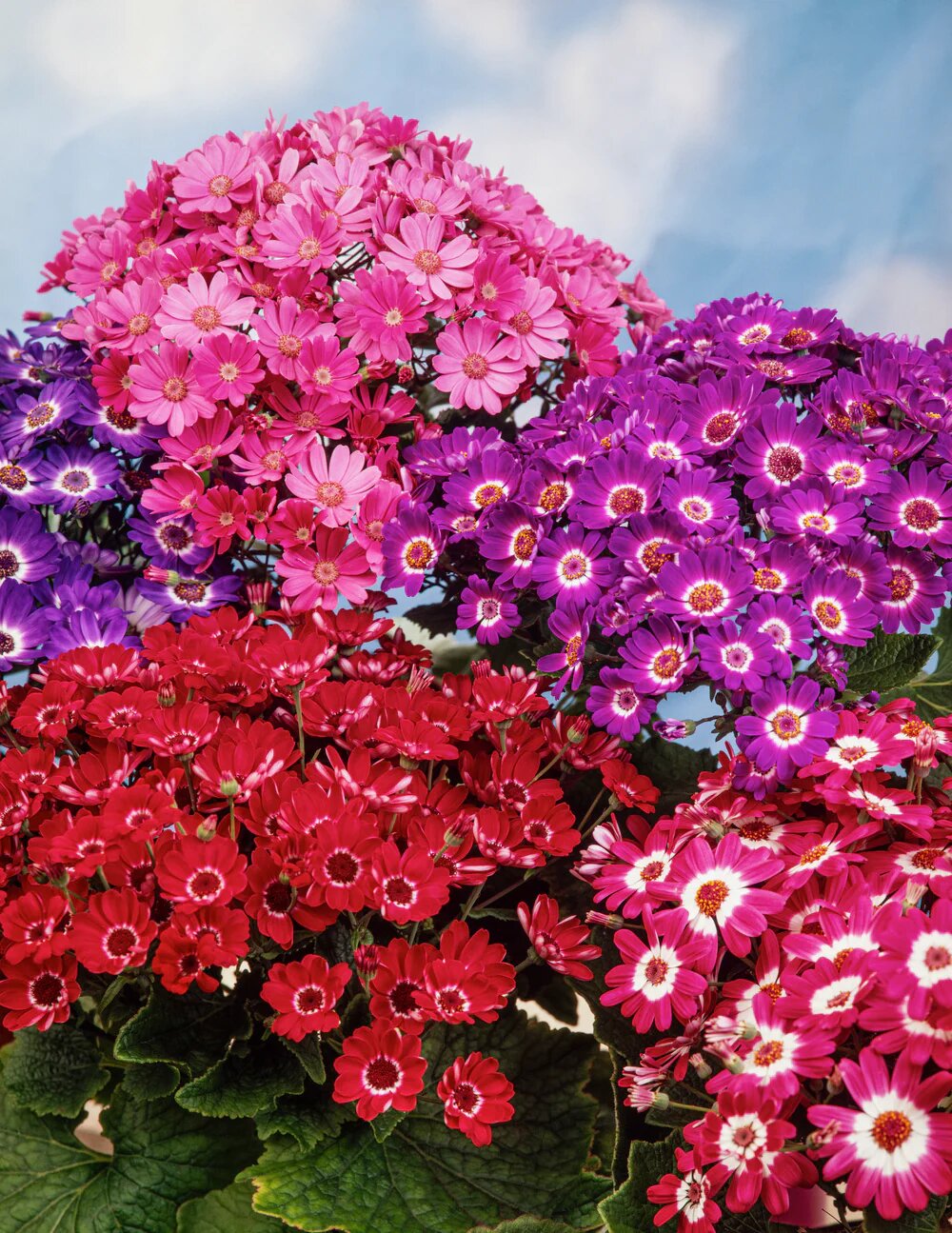 Mixed Cineraria Flower Seeds – Heirloom, Non-GMO, High Germination Seeds