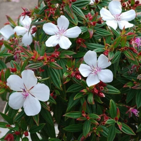 Semillas de Flor de Tibouchina Blanca Herencia No Transgénicas Alta Germinación Semillas Orgánicas para Jardín