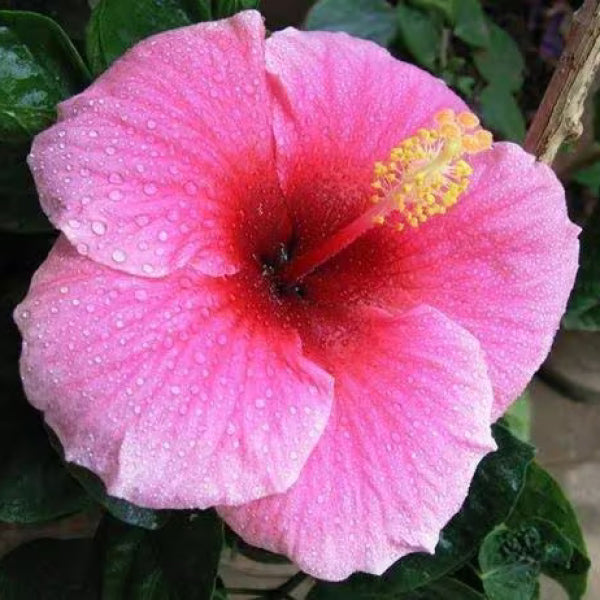 Semillas de flor de hibisco rosa – Variedad tradicional, no transgénica, de alta germinación