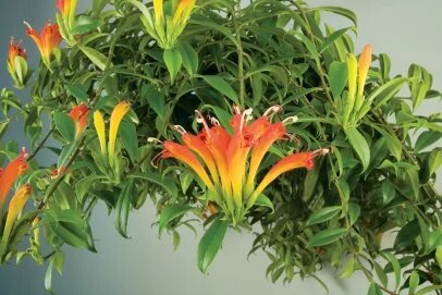 Orange Aeschynanthus Flower Seeds – Heirloom, Non-GMO, High Germination Seeds