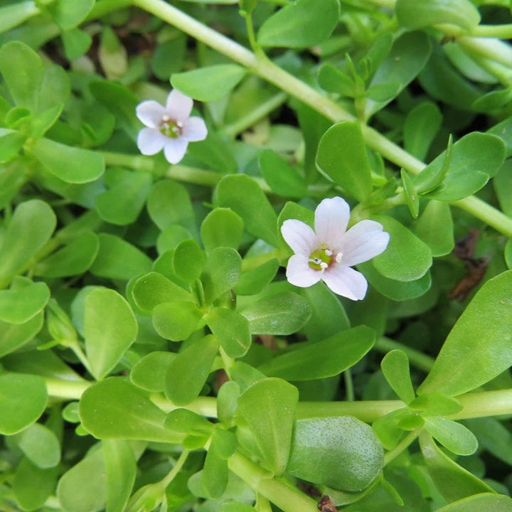 Yellow Bacopa Flower Seeds for Planting – Heirloom, Non-GMO, High Germination Organic Garden Seeds