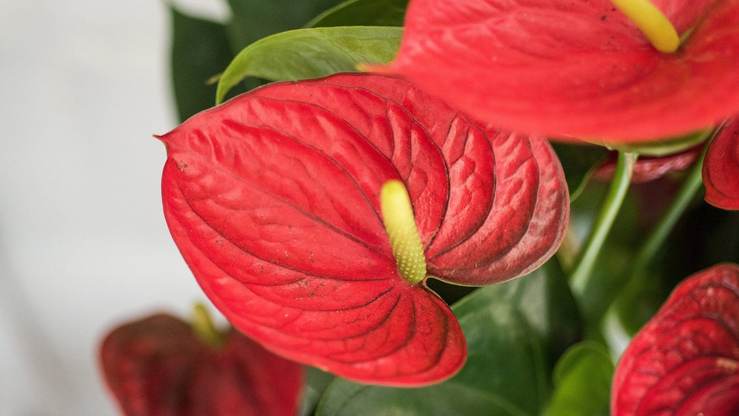 Red Anthurium Flower Seeds for Planting – Heirloom Non-GMO High Germination Organic Garden Seeds