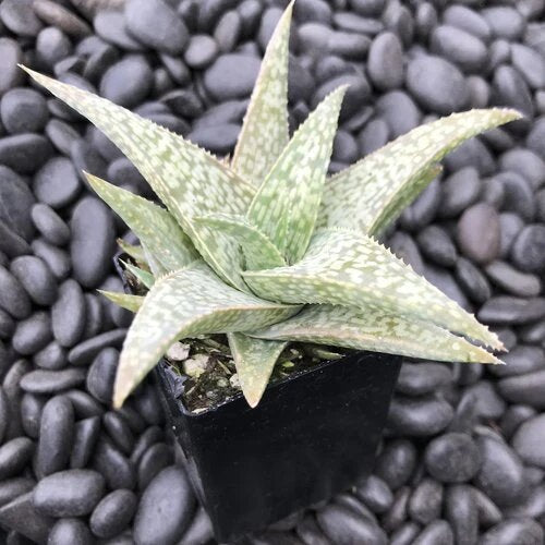 White Succulent Aloe Vera Plant Seeds for Planting | Heirloom Non-GMO High Germination Organic Garden Seeds