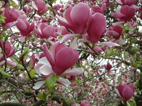 Rosa Magnolienblumensamen – Erbstück, gentechnikfrei, hohe Keimfähigkeit