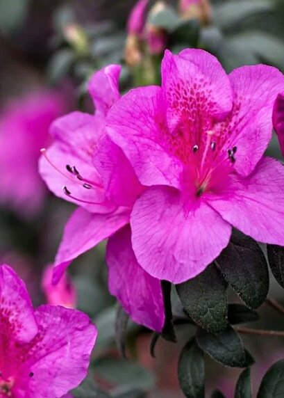 Azalea Flower Seeds Pink for Planting Heirloom Non-GMO High Germination Organic Garden Seeds