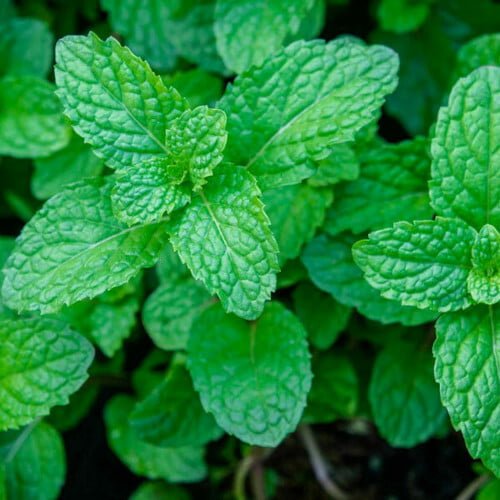 Green Mint Seeds for Planting – Heirloom Non-GMO, High Germination Organic Garden Seeds