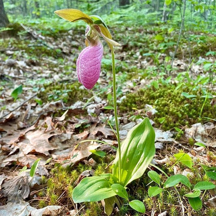 Pink Cypripedium Flower Seeds for Planting – Heirloom Non-GMO High Germination Seeds