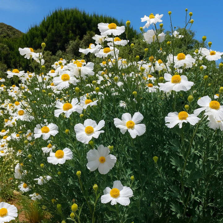 White Coulteri Flower Seeds – Heirloom Non-GMO High Germination Seeds