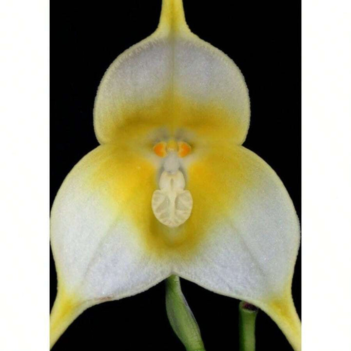 Yellow Monkey Face Orchid Flower Seeds – Heirloom, Non-GMO, High Germination Seeds