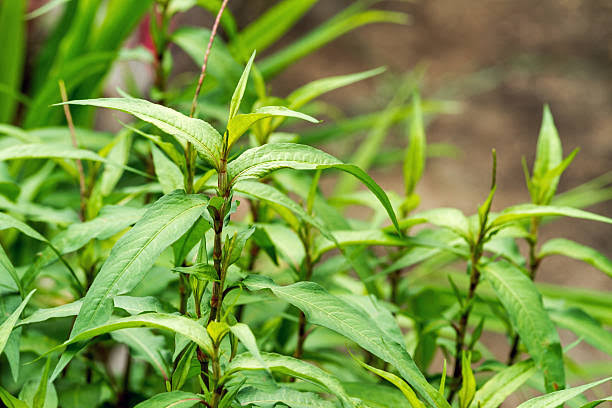 Green Vietnamese Coriander Plant Seeds for Planting | Heirloom Non-GMO High Germination Seeds