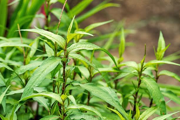 Green Vietnamese herb seeds