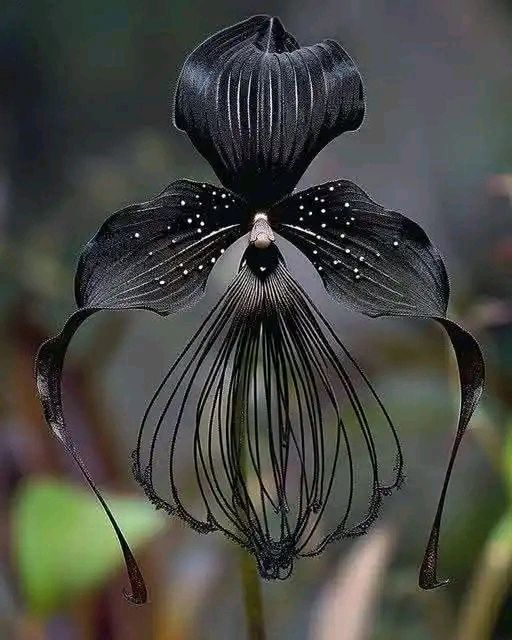 Black Tacca Chantrieri Flower Seeds for Planting – Heirloom Non-GMO Organic Seeds