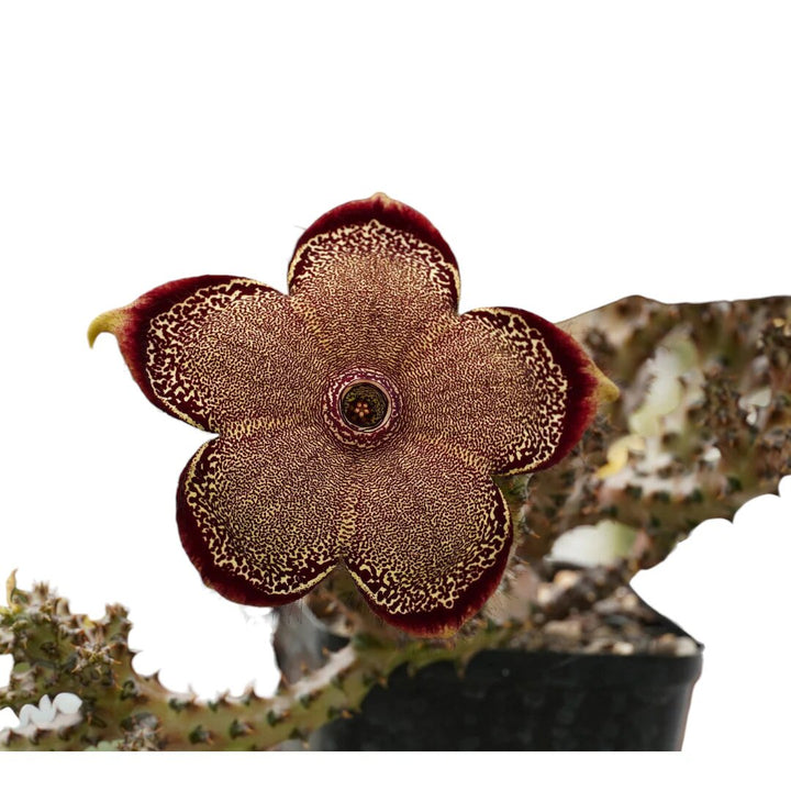 Brown Edithcolea Grandis Flower Seeds – Heirloom, Non-GMO, High Germination, Organic Garden Seeds