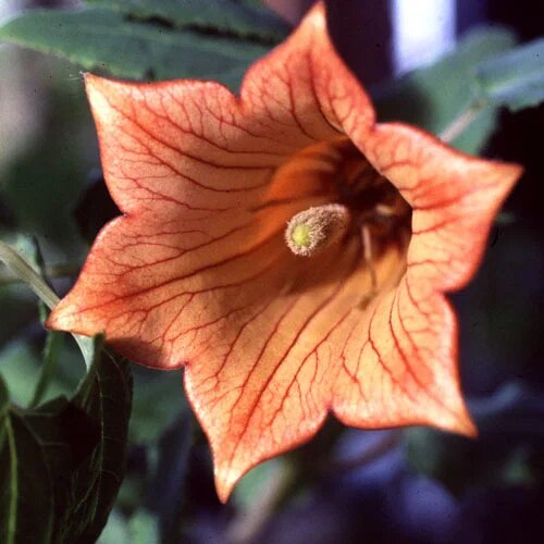 Oranger Kanaren-Glockenblumen Samen – Alte Sorte, gentechnikfrei, hohe Keimrate, Bio-Gartensamen zum Pflanzen